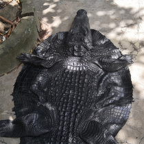 Oversized crocodile specimen leather decoration pendulum with large crocodile head specimen length 280 cm width 108 cm