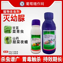 Redfunkathic Bundesliga Salt to extinguish juvenile urine small vegetable moth beet night moth vegetable turquoteer pesticide insecticide