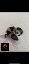 Fat-tailed gecko BAO WEN reptile exotic pet docile cute and easy to raise alternative internet celebrity pet