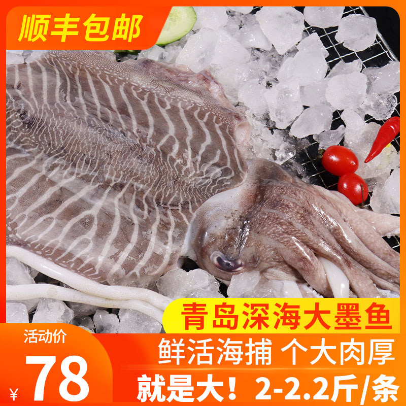 Large cuttlefish oversized fresh large fresh deep-sea mesh frozen aquatic seafood squid octopus big headshot
