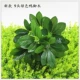 Cây mô phỏng tường cây xanh tường phòng khách ban công trang trí tường hoa cắm hoa xanh lá hoa giả xanh - Hoa nhân tạo / Cây / Trái cây đào đông đỏ giả