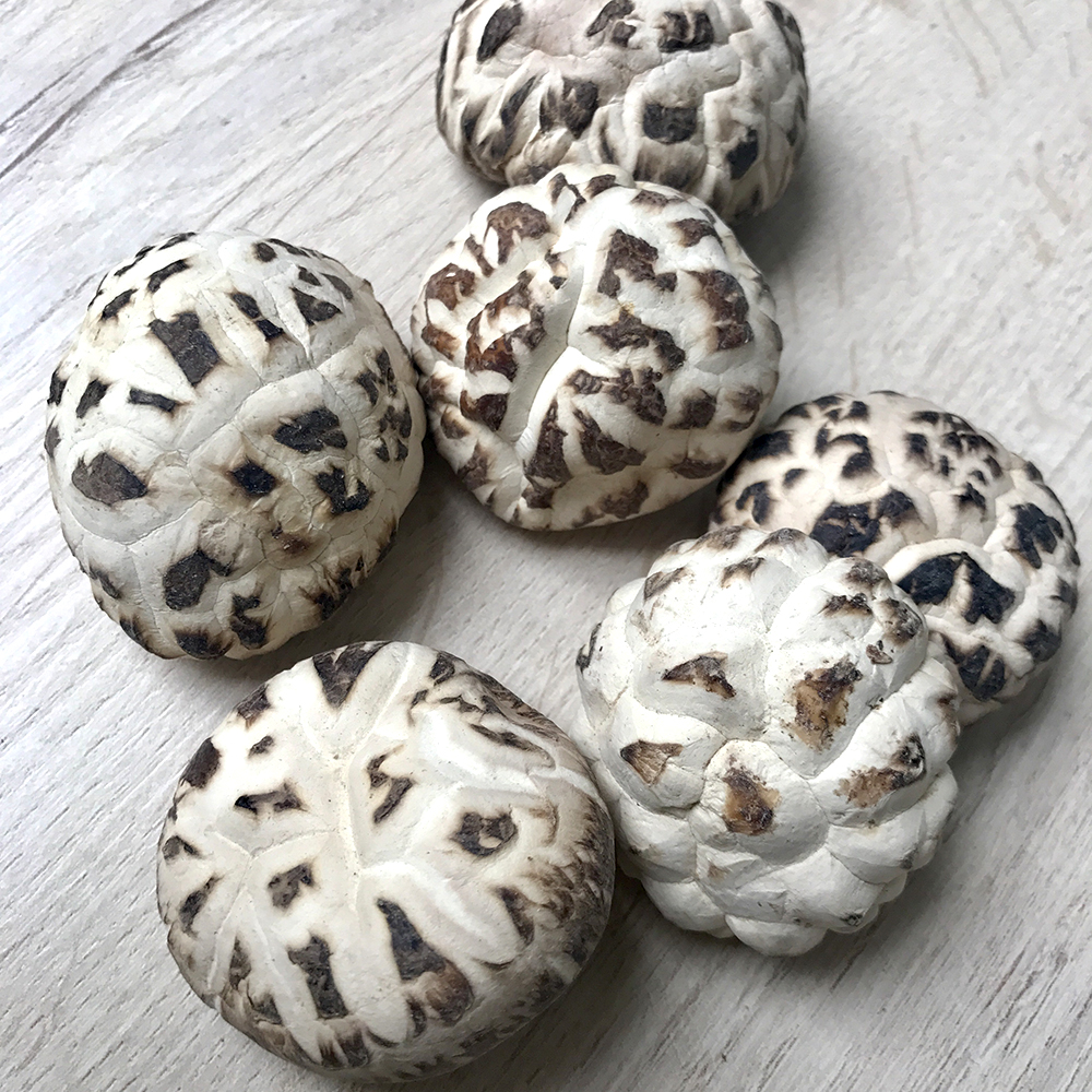 Mountain forest growing day white flower mushroom large cut root Selected thick meat Fresh flavor vegetarian abalone taste one bite burst fresh juice