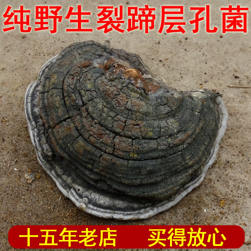 Zhiren Yuye Pure Wild Clefthoof Phellinus Clefthoof Ganoderma lucidum