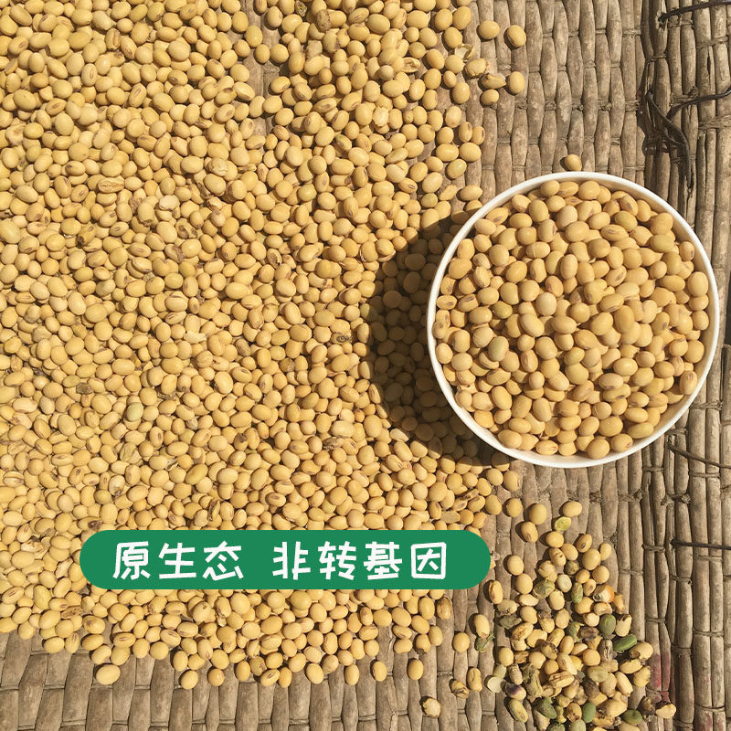 老品种土黄豆适合哪些家庭？