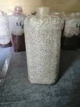 Qinling Zhongshe Professional Pest-raising Oyster Mushroom Bottle Highly Corrosion-resistant Version Stag Beetle Ingredients