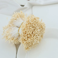 Около 350 солодных цветочных ядров снежные бутоны