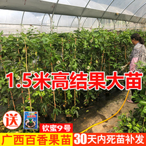 Qinmi No. 9 Passion Fruit Seedlings Golden Passion Fruit Tree Seedlings Large Seedlings Constantly Fruiting All Seasons Seedlings Chuntian No. 9