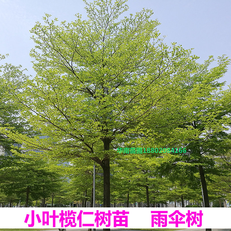 小叶榄仁树苗:四季常绿,打造你的私人花园雨伞树!🌳🌿-行道树-淘宝百科网