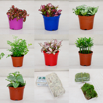 Rainforest cylinder Scenery Fern watergrass Aqua Tank Moss Fish Tank Decoration Real plant Water ethnic vat Ecological Tropical Landscape