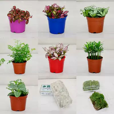 Rainforest tank landscaping Fern aquatic plants water and land tank Moss fish tank decoration real plant aquarium ecological tropical landscaping