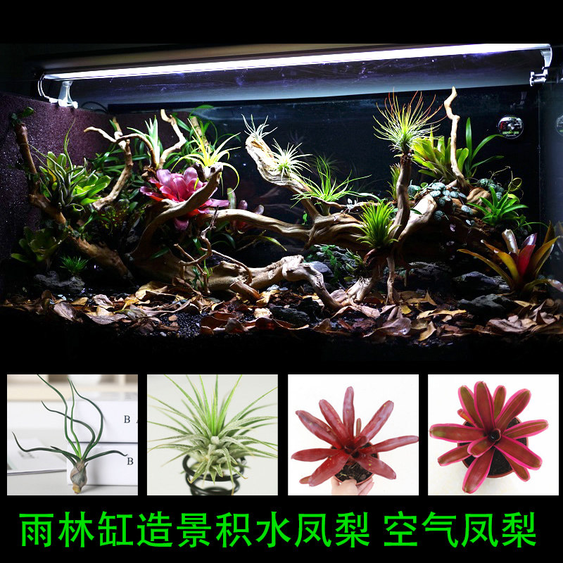 Eco-cylinder rainforest build-view package plant Amphibian Air Pinewood Landscape plant Stagnant Water Pineapple Chubiter Octopus