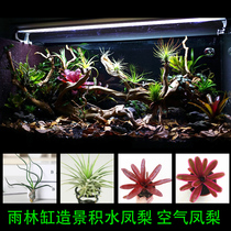 Eco-cylinder rainforest build-view package plant Amphibian Air Pinewood Landscape plant Stagnant Water Pineapple Chubiter Octopus
