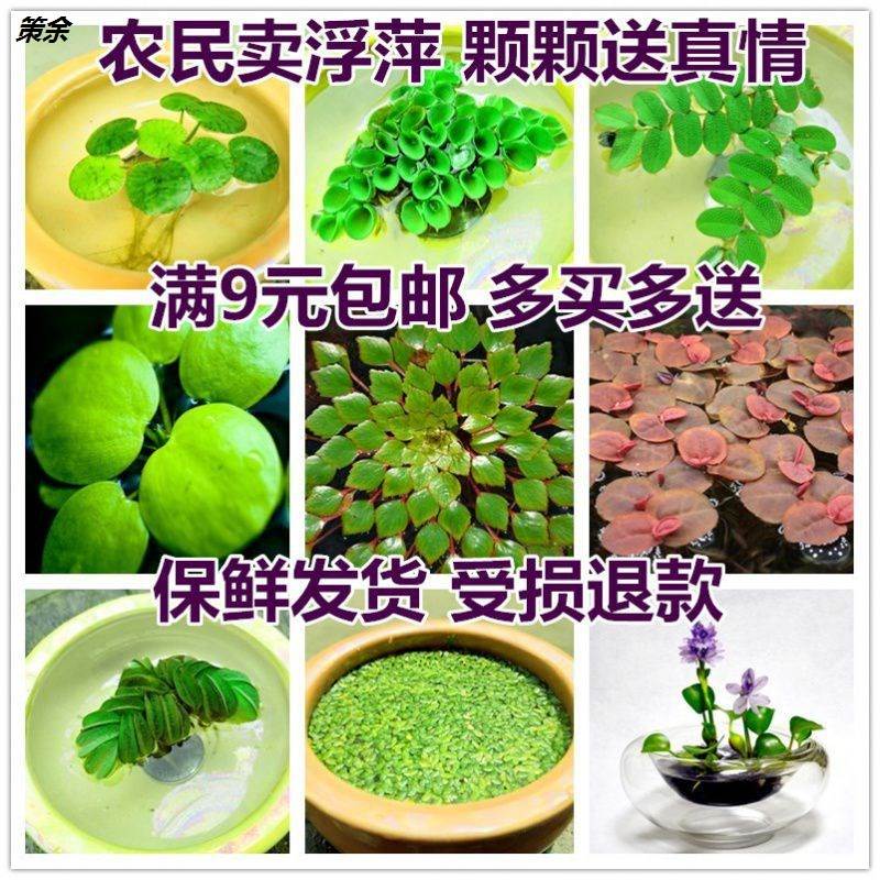 Floating water quality of water floating aquatic plants in water floating water fruit water fruit