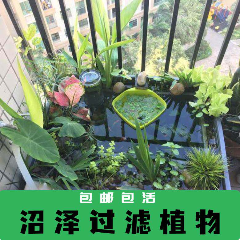 Marsh filter plant water, gladium potato parachute, banana celery celery bamboo swamp water purified water