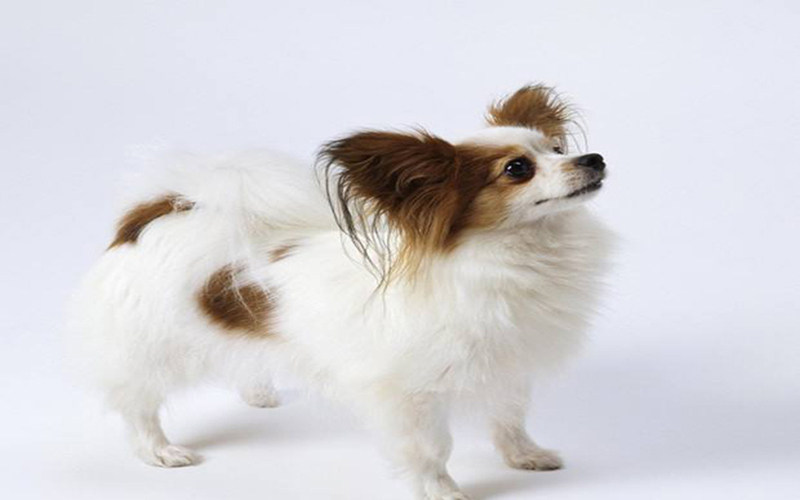 蝴蝶犬的飼養照料 這些是必要 淘寶海外