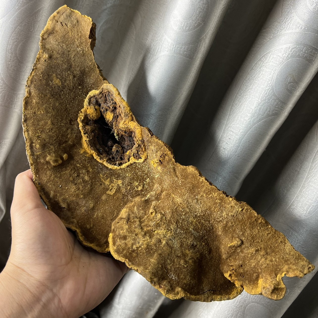 Wild Tibetan Mulberry Mulberry Yellow Mountain Wild Little Zhu 30 years 50 years mulberry tree growth 500 grams a pound of large mulberry yellow