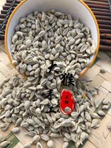 The orange nucleus 500 gr the orange 500 gr.