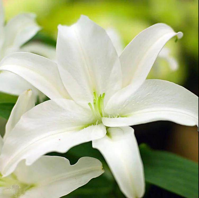 (computer one-family) lily pure dew (anti-radiation modulation version)