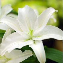 (Computer family) Lily pure Dew (anti-radiation modulation plate)