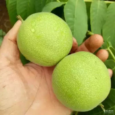 Man playing walnut green husk