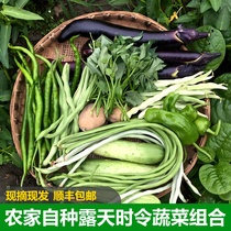 Fresh seasonal vegetable combination Hubei farmers open-air ecological planting seasonal vegetable mix freshly picked directly from the place of origin