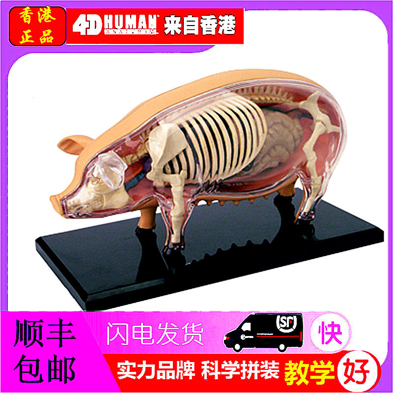 4D MASTER益智拼装玩具仿真动物生物猪器官解剖医学用教学模型