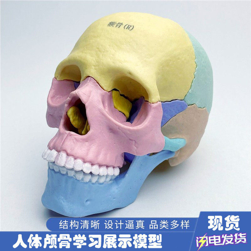 医学可拆分卸17部件1:2人体彩色头骨模型头颅骷髅头医用口腔教学