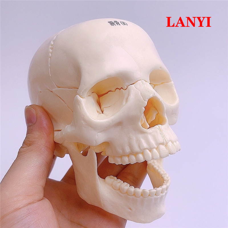 4D可拆拼美术医学仿真骷髅人头骨模型头颅骨模型白色分区头颅头骨