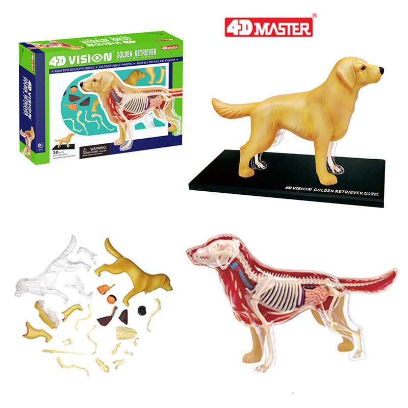 4D MASTER金毛寻回犬狗内脏器官骨骼解剖拼装模型动物教学玩具