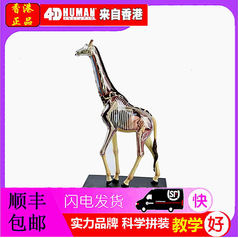 4D MASTER益智拼装玩具仿真动物生物长颈鹿器官解剖模型医学教学