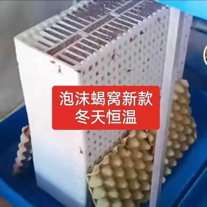 Scorpion Breeding Box New Model Thickened High-Density Foam Scorpion Nest Scorpion Breeding 46-Hole Foam High Survival Rate Manufacturer Scorpion Breeding Box New Model Thickened High-Density Foam Scorpion Nest Scorpion Breeding 46-Hole Foam High Survival Rate Manufacturer