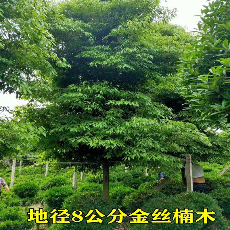 Golden nanmu sapling base straight hair