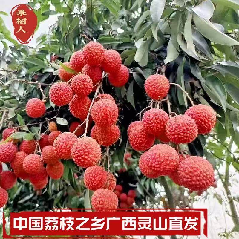 荔枝果树苗无核妃子笑冰荔:阳台庭院种植新宠,南北方都能成活的大果盛宴!-月季-淘宝百科网