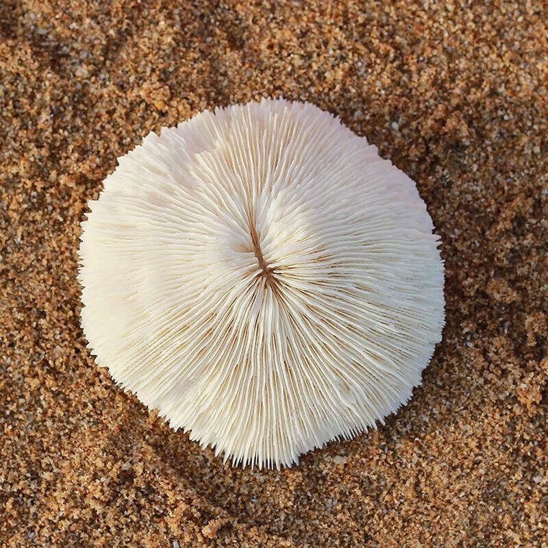 Natural White Coral Round Sea Chrysanthemum Sea Mushroom Shell Fish Design props Swaying Pieces Crystal Degaussing-Taobao