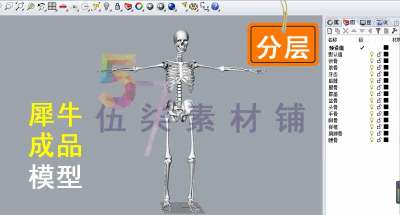 犀牛建模成品人骨骼人骨头头骨肋骨手骨脚骨牙齿盆骨脊椎3dm模型
