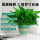 Большие горшки с зеленым укропом, комнатные растения, свежий воздух, легко подкармливаются, в помещении, легко питаются, поглощают формальдегид, очищают воздух, гидропонные растения mini 2