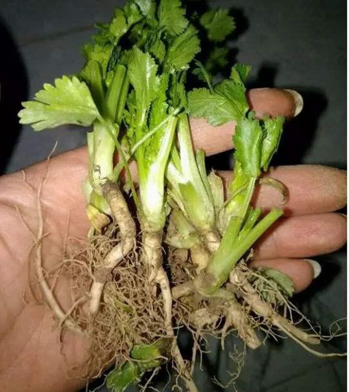 ������ǳԲ��꣬�����ֲȫ���� ͼ3