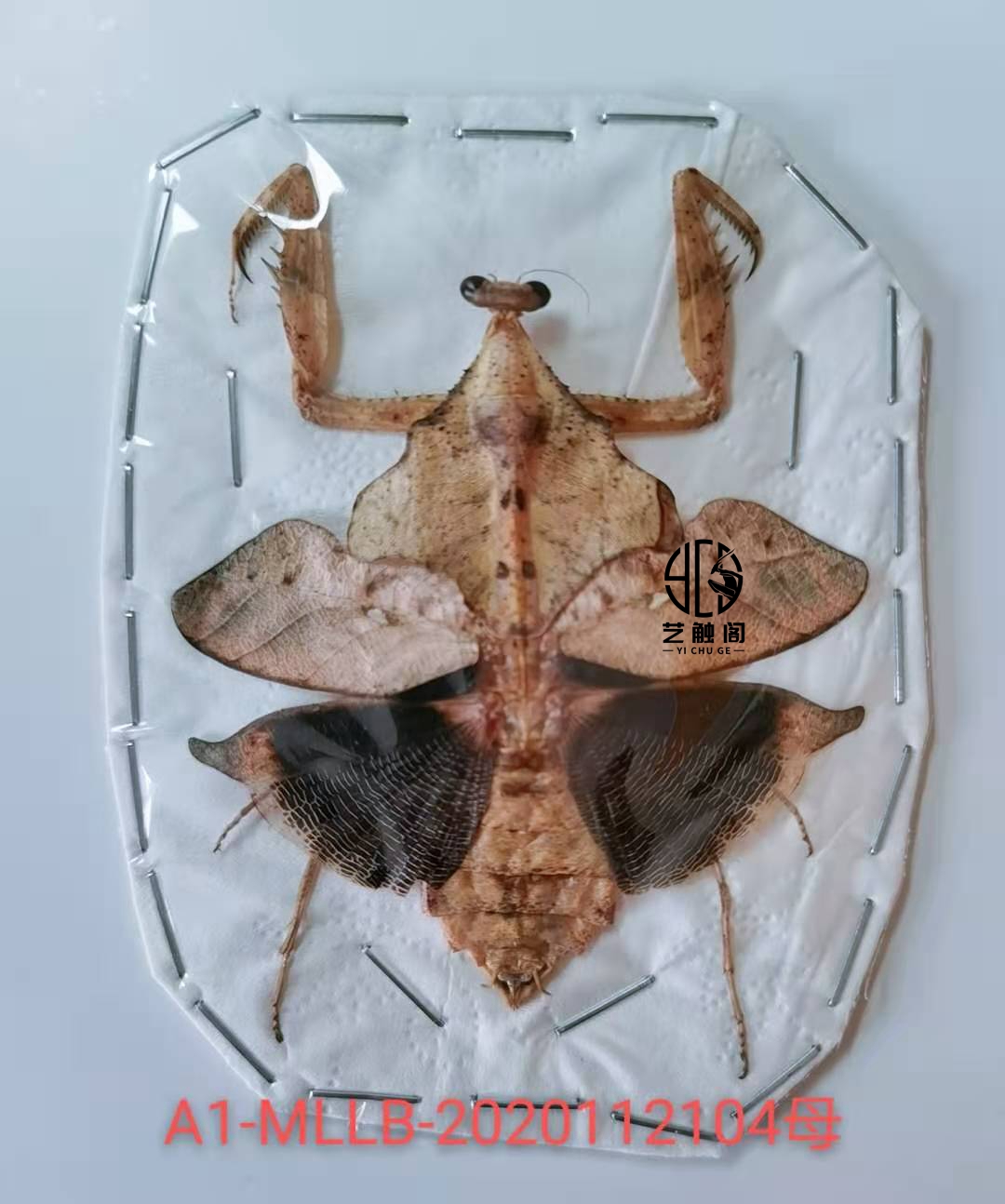 Artiga Castle Die Mantis specimen Insect Craft Decoration Malaysia Produce