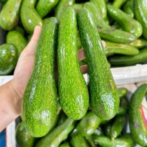 Long avocado rare tropical fruit fresh seasonal Big Mac Vietnamese variety Hass avocado baby food supplement