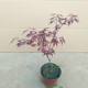 Red maple potted native feather maple four seasons green plant flowers indoor balcony living room placed courtyard planting seedlings