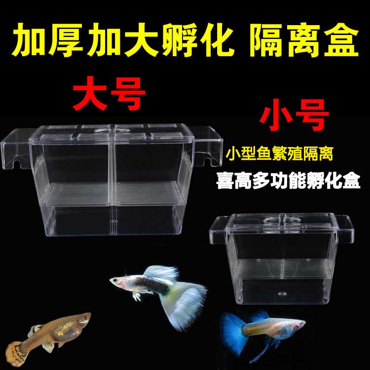 Fish seedlings double-layer breeding box peacock production room incubator bowfish puff fish piece box isolation box large