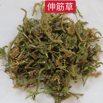  New goods Stretch tendon grass 500g Qingshu Tendon grass milled Chinese herbal medicine raw materials Yuanzhi puzzle Ren
