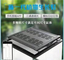 Rainforest Tank Plant Lamp Brightens Hair Color Bromeliad Plants