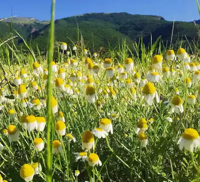 Domestic non-organic Roman chamomile pure Dew 500ml