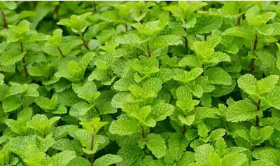 Domestic pepper-like mint 500ml plant natural moisturizing moisturizing clear skin