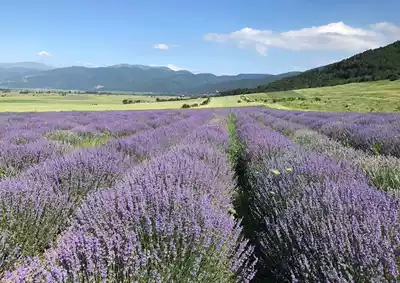 Domestic lavender Pure Dew 500ml