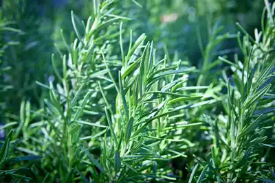 Domestic verbena ketone rosemary 500ml Shrink pores plant natural moisturizing oil control moisturizing