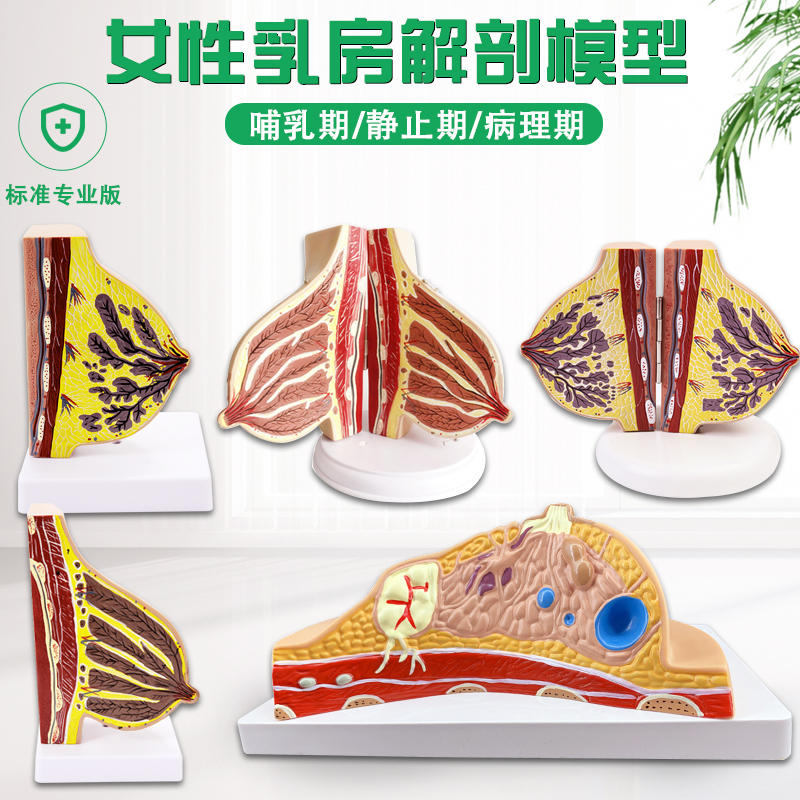 Medical female quiescent breast model breast structure anatomical model breast augmentation beauty gynecology mannequin