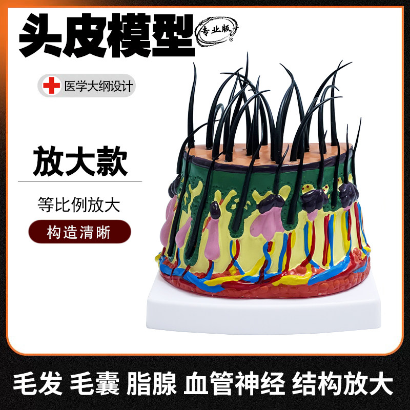 头发生长模型头皮下组织结构头发发育脱发过程毛囊血管神经放大