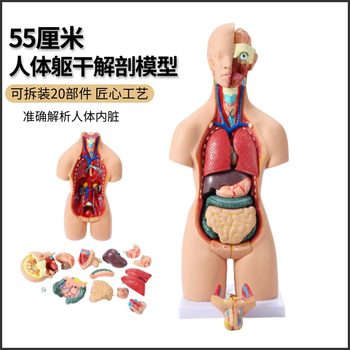 55 cm Unisex Torso Model with Internal Organs, 19 Detachable Parts, Human Torso Internal Anatomy Organ Teaching Model